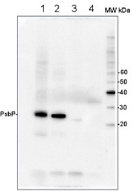 PsbP | 23 kDa protein of the oxygen evolving complex (OEC) of PSII (anti-protein) in the group Antibodies Plant/Algal / Photosynthesis / PSII (Photosystem II) at Agrisera AB (Antibodies for research) (AS06 142-23)